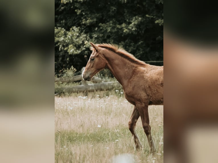 Westfale Stute  in Greven