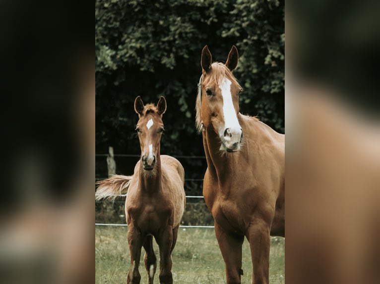 Westfale Stute  in Greven