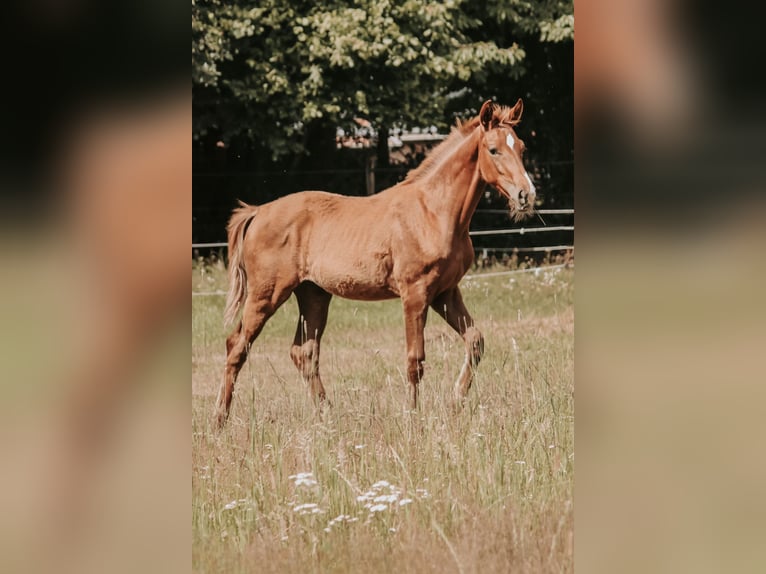 Westfale Stute  in Greven