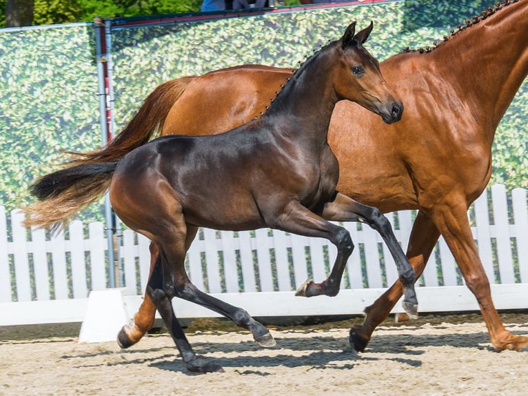Westfale Stute Fohlen (05/2026) Dunkelbrauner in Mnster-Handorf