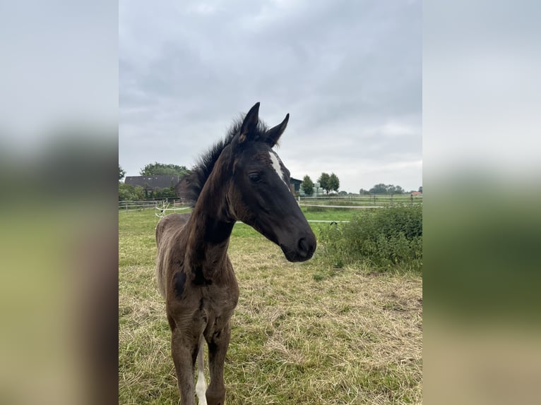 Westfale Stute  Dunkelbrauner in OeldeOelde