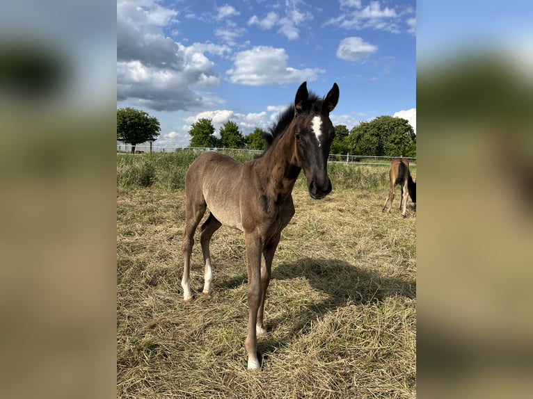Westfale Stute  Dunkelbrauner in OeldeOelde