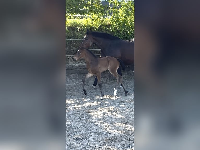 Westfale Stute  Dunkelbrauner in Freudenberg