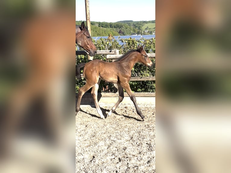 Westfale Stute  Dunkelbrauner in Freudenberg