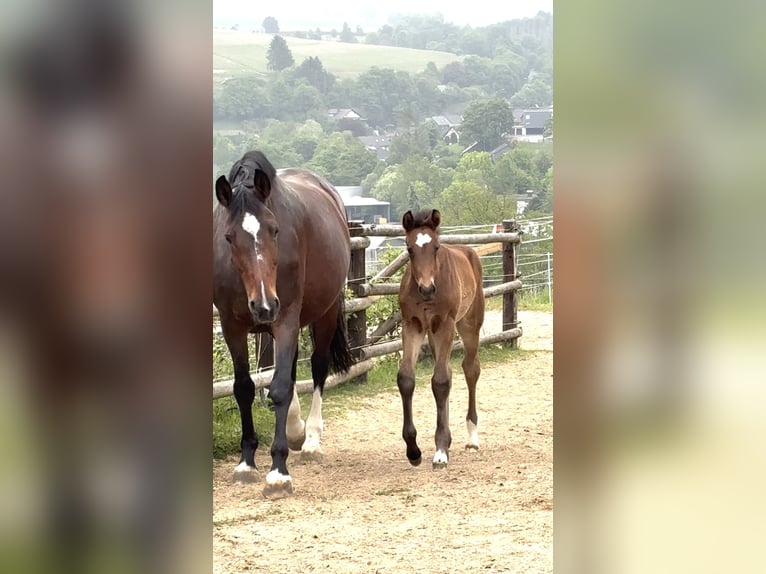 Westfale Stute  Dunkelbrauner in Freudenberg