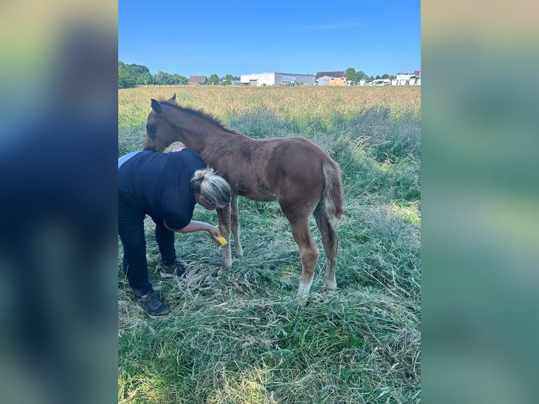 Westfale Stute  Dunkelfuchs in B&#xFC;nde