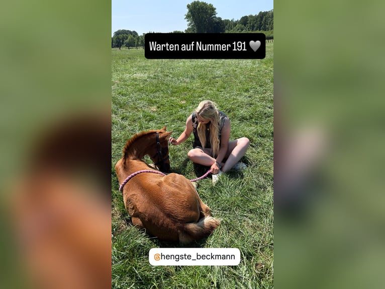 Westfale Stute  Dunkelfuchs in B&#xFC;nde