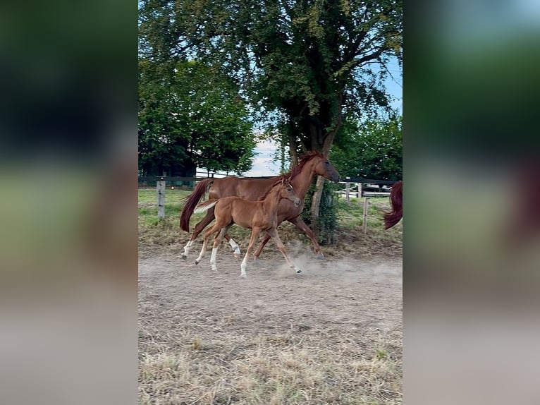 Westfale Stute Fohlen (05/2026) Dunkelfuchs in Leichlingen