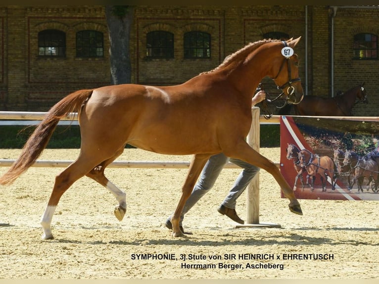 Westfale Stute Fohlen (03/2025) Fuchs in Ascheberg