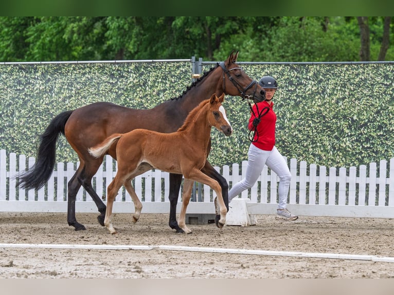 Westfale Stute Fohlen (03/2026) Fuchs in Everswinkel
