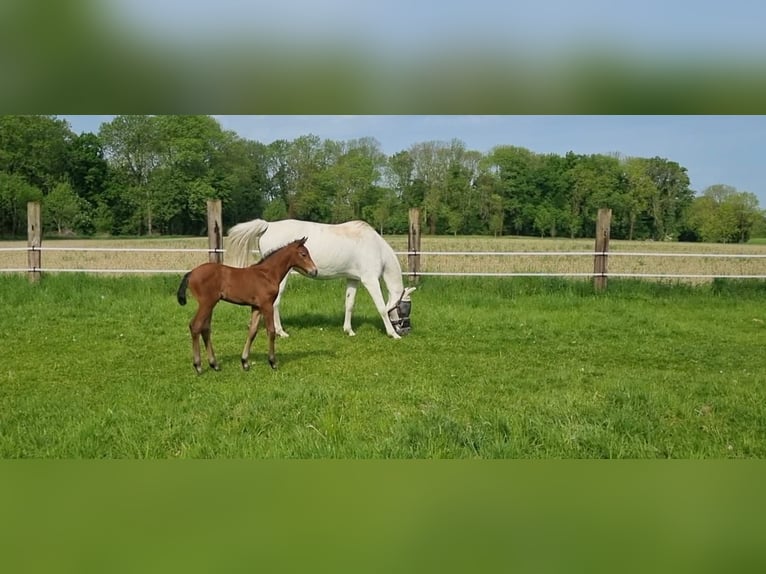 Westfale Stute  Kann Schimmel werden in Oelde