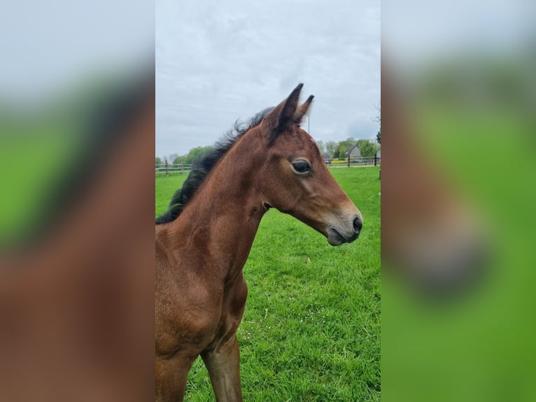 Westfale Stute  Kann Schimmel werden in Oelde