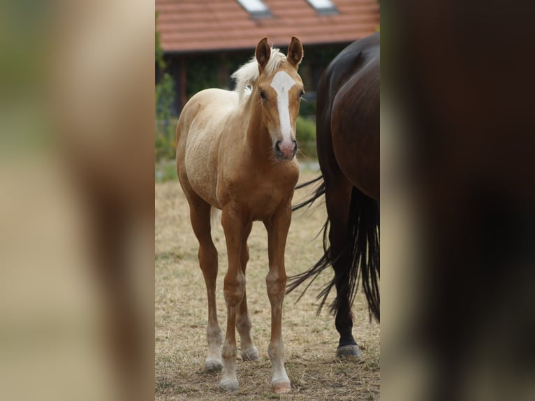 Westfale Stute Fohlen (04/2026) Palomino in Neuenkirchen-Vörden