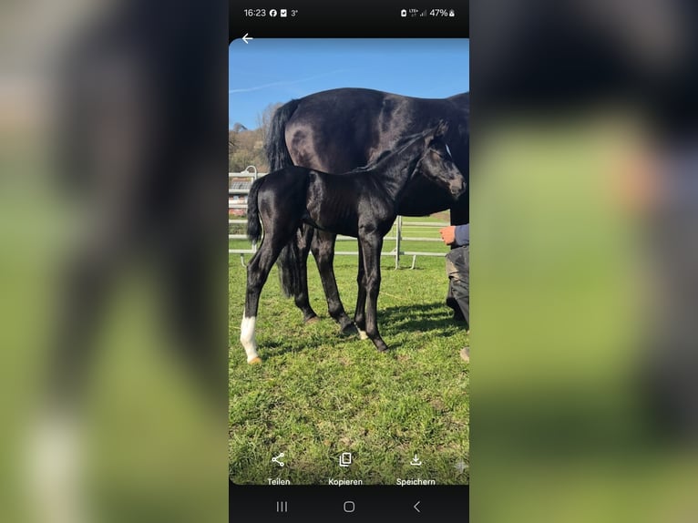 Westfale Stute Fohlen (03/2026) Rappe in Borchen