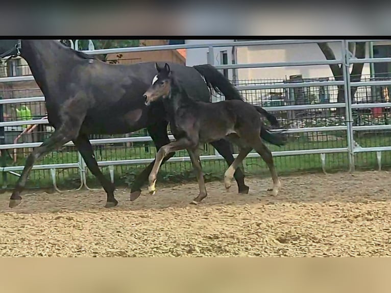 Westfale Stute Fohlen (03/2026) Rappe in Borchen