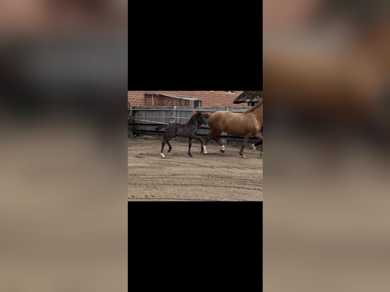 Westfale Stute Fohlen (01/2026) Rappe in Damme