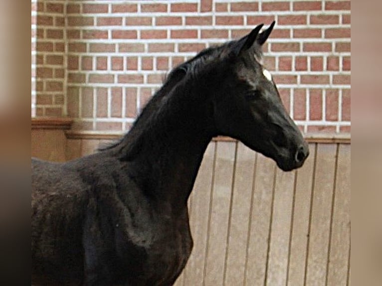 Westfale Stute Fohlen (05/2026) Rappe in Gronau (Westfalen)