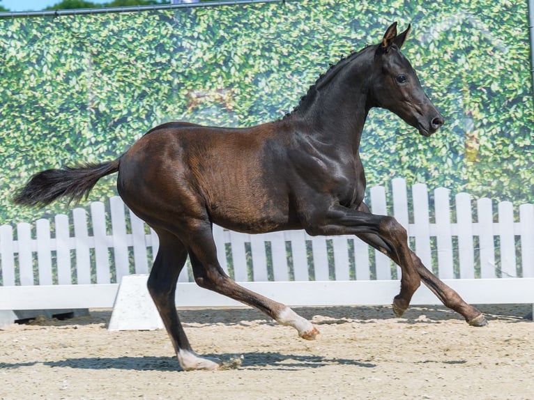 Westfale Stute Fohlen (05/2026) Rappe in Mnster-Handorf
