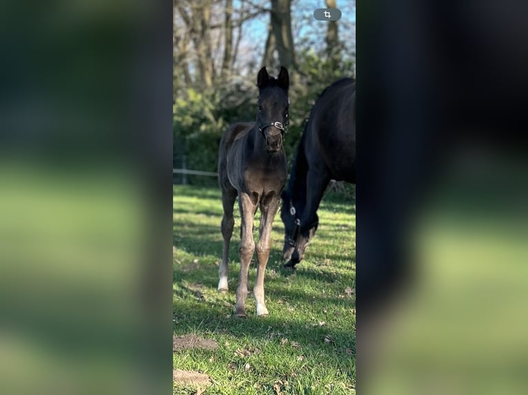 Westfale Stute  Rappe in Hörstel