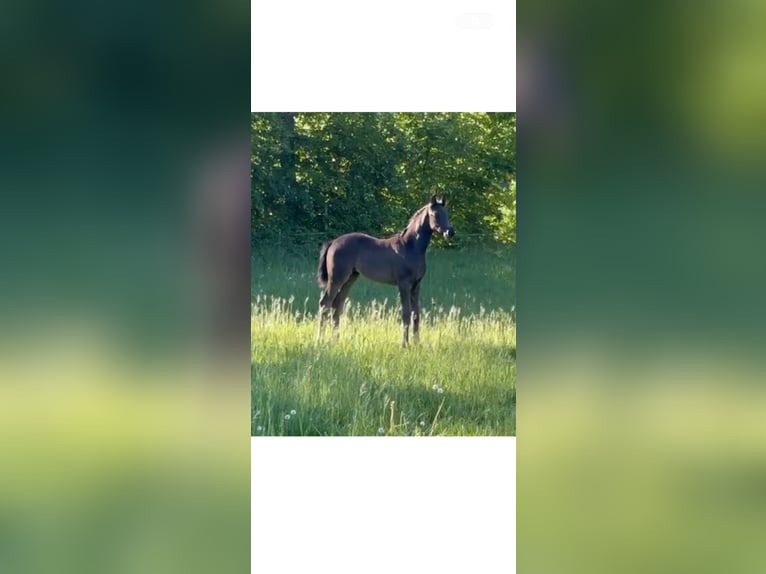 Westfale Stute  Rappe in Hörstel