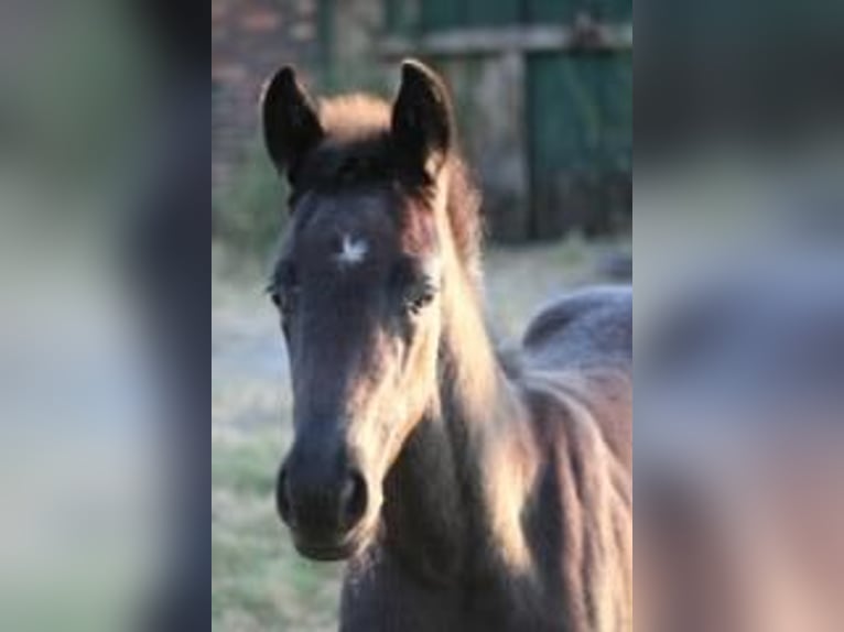 Westfale Stute Fohlen (06/2026) Rappe in Neuenkirchen
