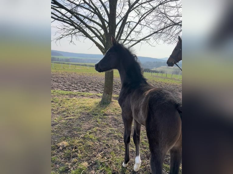 Westfale Stute  Rappe in Bad Karlshafen