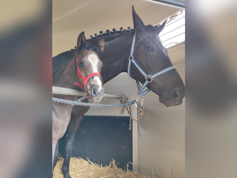 Westfale Stute Fohlen (05/2024) Rappe in Schöppingen