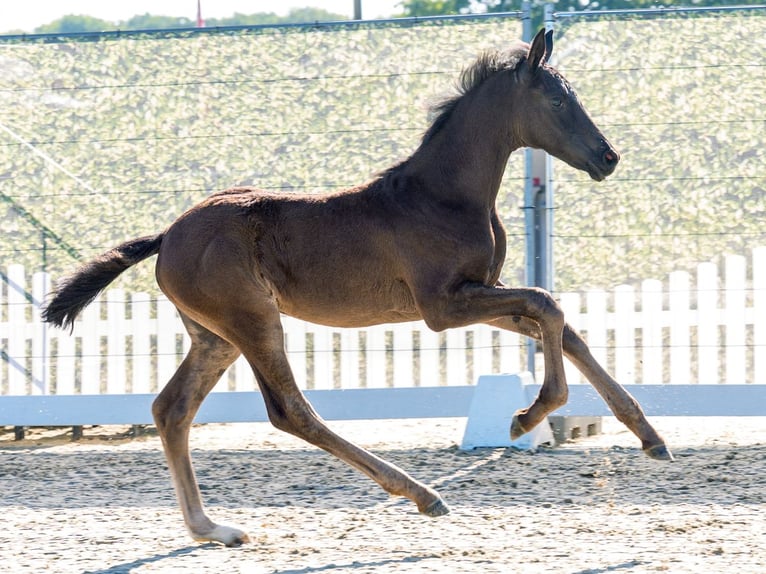 Westfale Stute Fohlen (05/2026) Schwarzbrauner in Mnster-Handorf