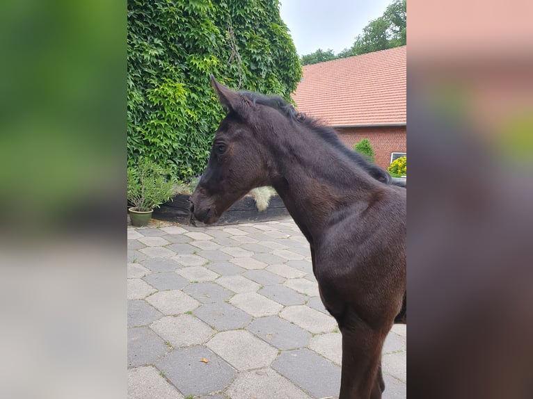 Westfale Stute Fohlen (05/2025) Schwarzbrauner in Coesfeld