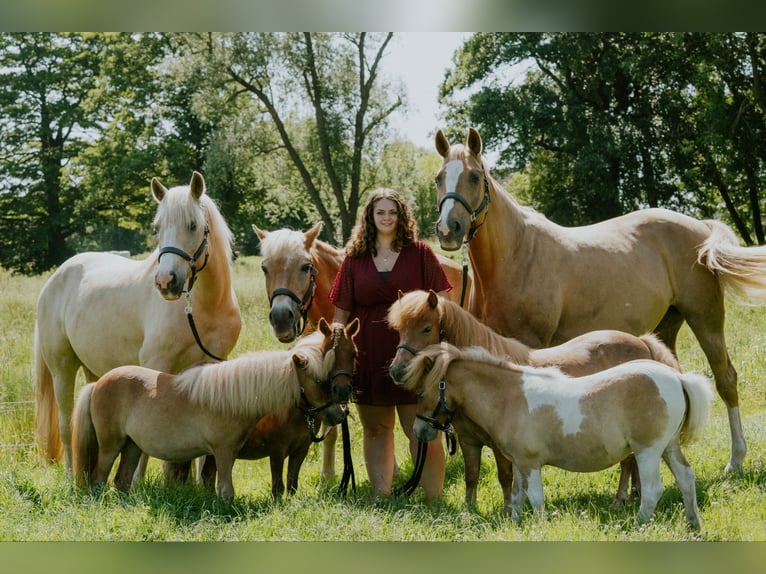 Westfale Mix Unbekannt 9 Jahre Palomino in Moorhusen