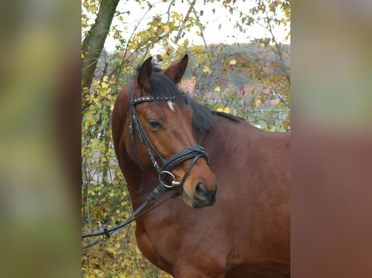 Westfale Wallach 10 Jahre 160 cm Brauner in Olfen