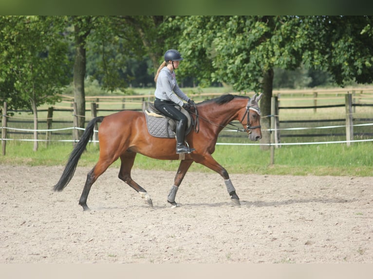 Westfale Wallach 10 Jahre 160 cm Brauner in Olfen
