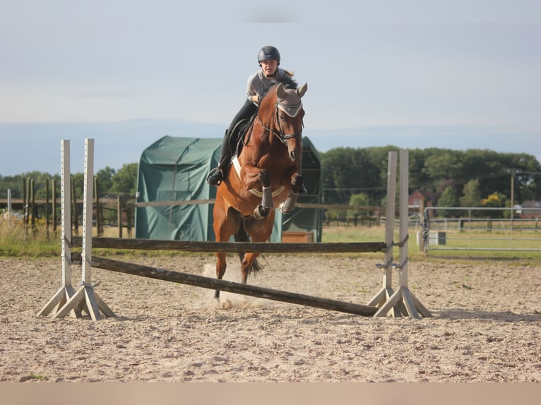 Westfale Wallach 10 Jahre 160 cm Brauner in Olfen