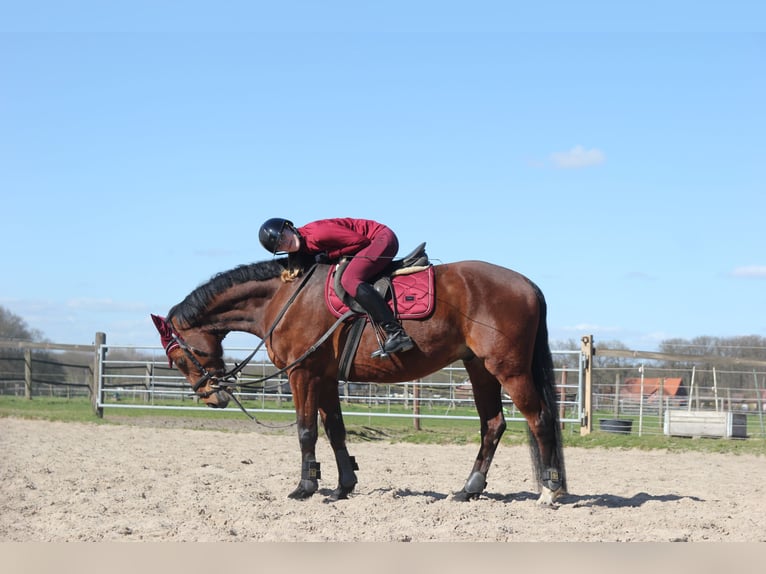 Westfale Wallach 10 Jahre 160 cm Brauner in Olfen