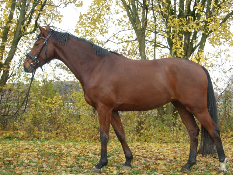 Westfale Wallach 10 Jahre 160 cm Brauner in Olfen
