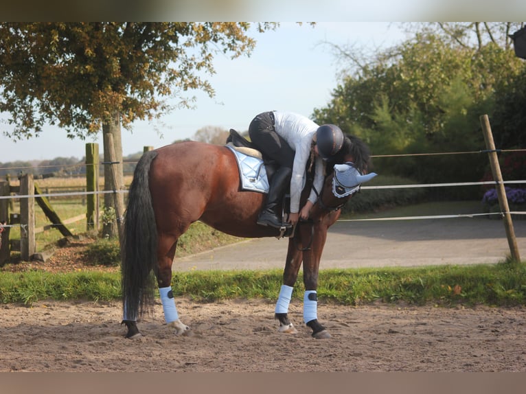 Westfale Wallach 10 Jahre 160 cm Brauner in Olfen