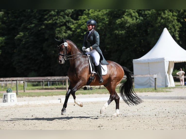 Westfale Wallach 10 Jahre 161 cm in Witten