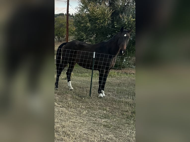 Westfale Wallach 10 Jahre 163 cm Rotbrauner in Aguilar, CO