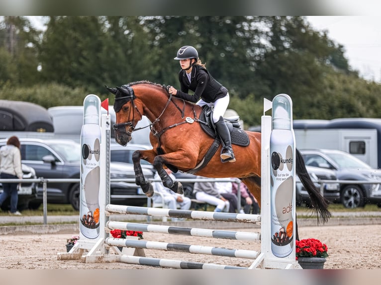 Westfale Wallach 10 Jahre 164 cm Brauner in Haan