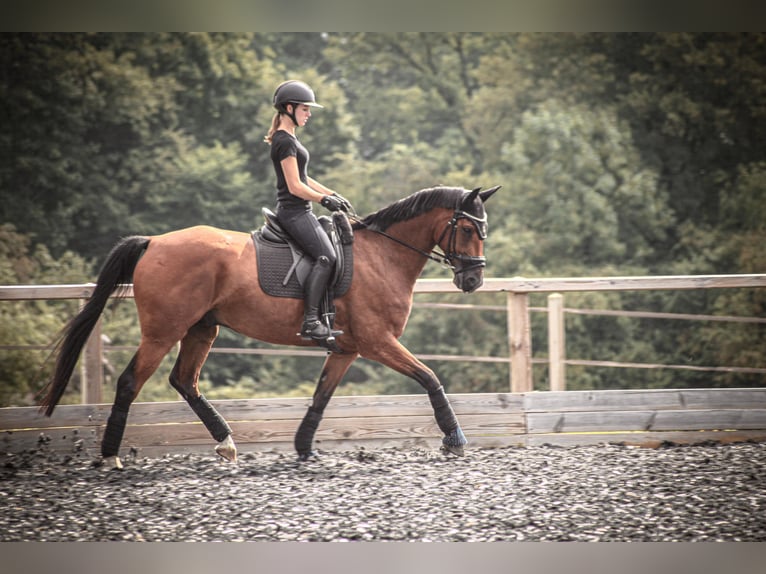 Westfale Wallach 10 Jahre 164 cm Brauner in Haan