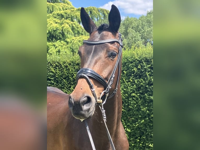 Westfale Wallach 10 Jahre 164 cm Dunkelbrauner in Hamm