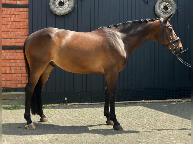 Westfale Wallach 10 Jahre 164 cm Dunkelbrauner in Hamm