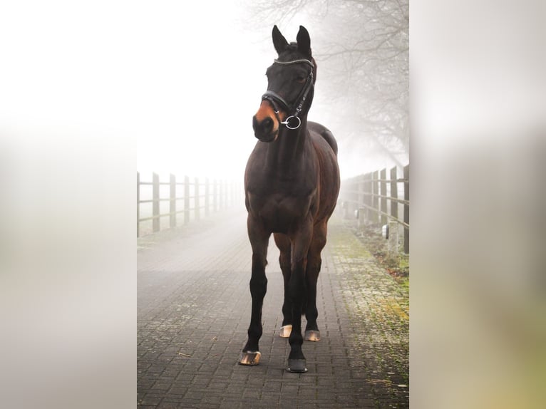 Westfale Wallach 10 Jahre 164 cm Dunkelbrauner in Hamm