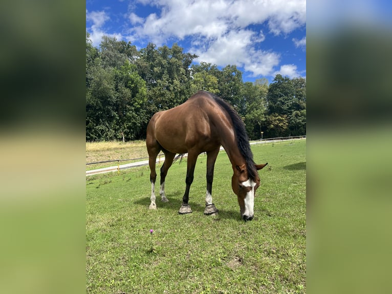 Westfale Wallach 10 Jahre 164 cm Hellbrauner in Landshut