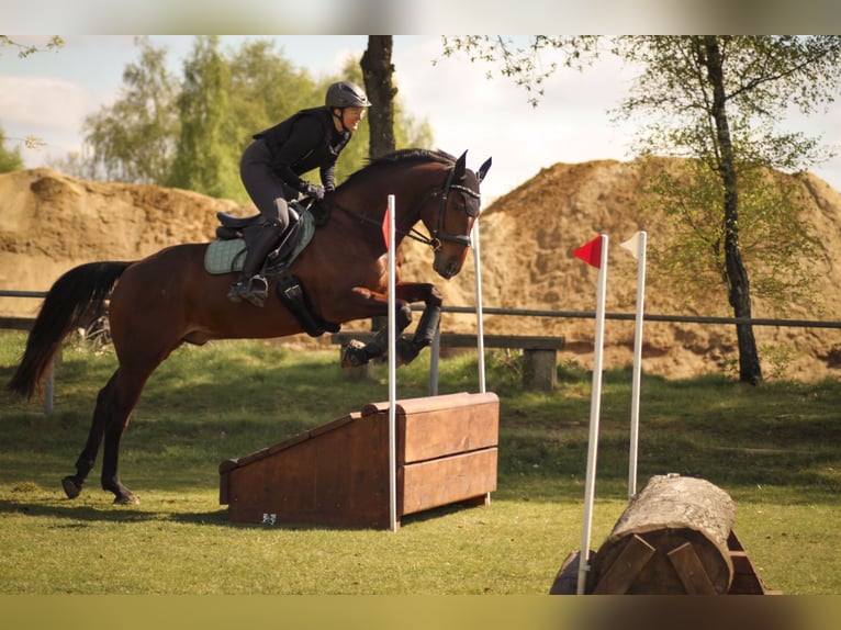 Westfale Wallach 10 Jahre 165 cm Brauner in Wietmarschen