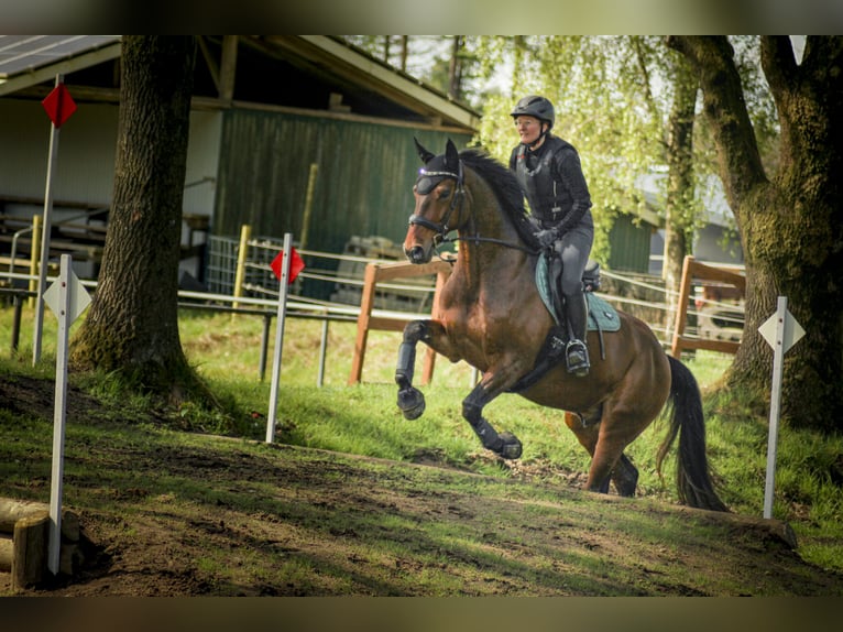 Westfale Wallach 10 Jahre 165 cm Brauner in Wietmarschen