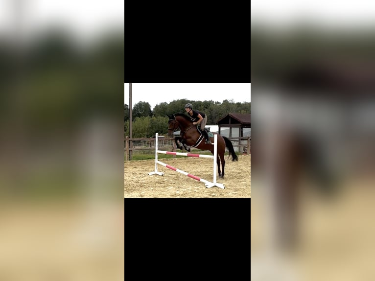 Westfale Wallach 10 Jahre 165 cm Brauner in Wietmarschen