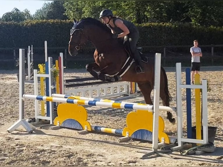 Westfale Wallach 10 Jahre 165 cm Brauner in Wietmarschen