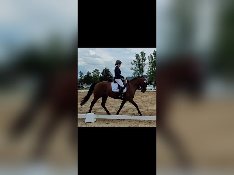 Westfale Wallach 10 Jahre 165 cm Brauner in Wietmarschen