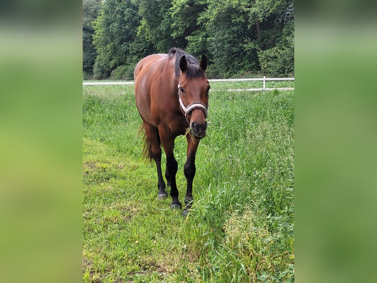 Westfale Wallach 10 Jahre 165 cm Brauner in Wietmarschen